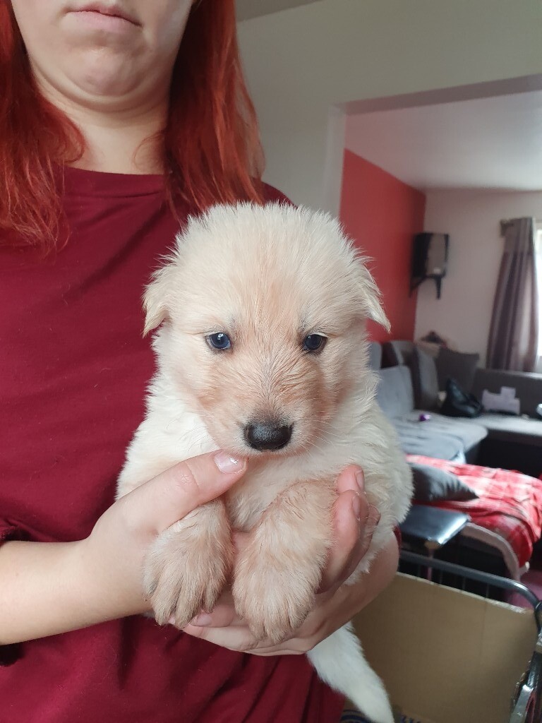 german shepherds for sale gumtree